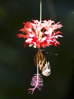 butterfly  7025.jpg
