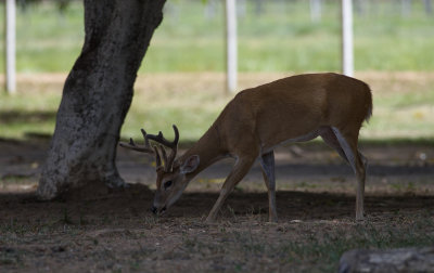 White-tailed Deer  8127.jpg