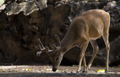White-tailed Deer  8135.jpg