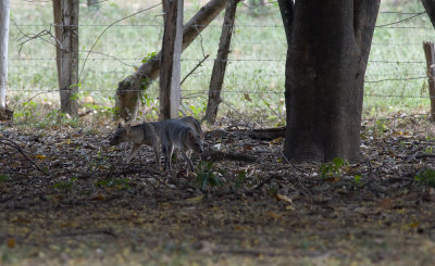 Crab-eating Fox  8310.jpg