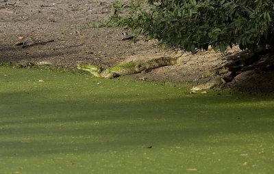 Spectacled Caiman  8719.jpg