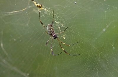 spider  8744.jpg
