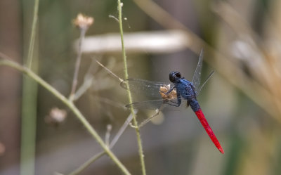 dragonfly  8760.jpg