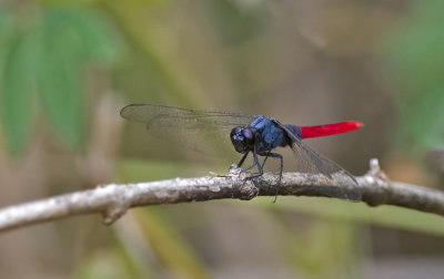 dragonfly  8770.jpg