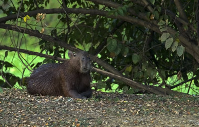 Capybara  0312.jpg