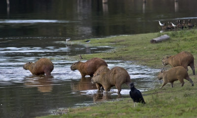 Capybara  9473.jpg