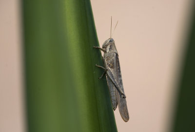 grasshopper  9675.jpg