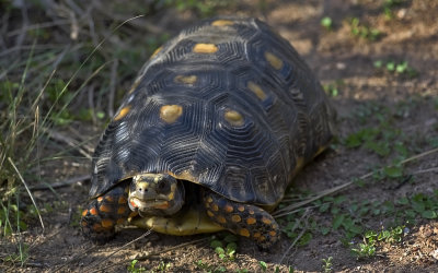 (Geochelone) Chelonidis carbonaria  9962.jpg