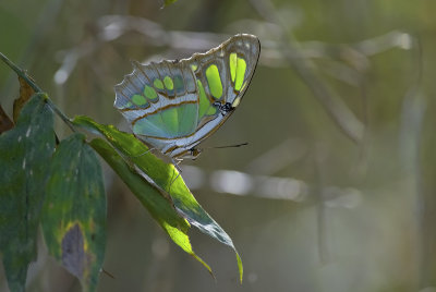 butterfly  0933.jpg