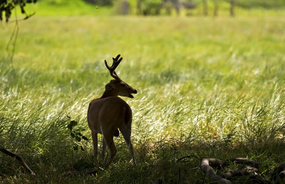 White-tailed Deer  1128.jpg