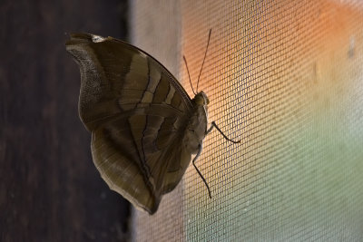 moth  1248.jpg