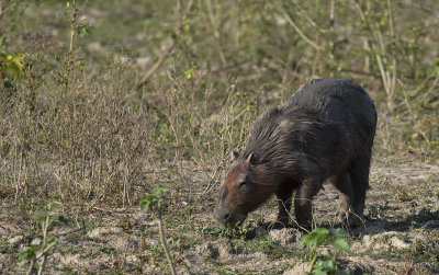 Capybara  1445.jpg