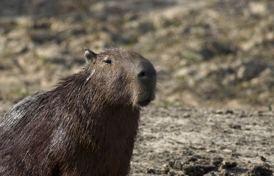Capybara  1455.jpg