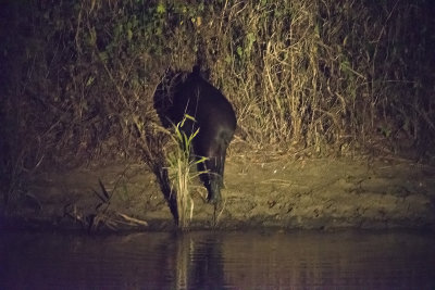 Lowland Tapir  1613.jpg