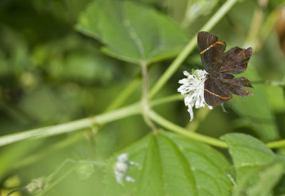 butterfly  2256.jpg