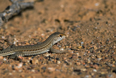 lizard  3641.jpg