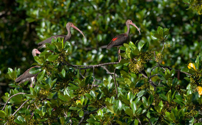 Scarlet Ibis  4683.jpg
