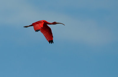 Scarlet Ibis  4781.jpg