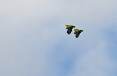 Yellow-crowned Parrot  4825.jpg