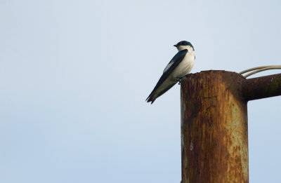 White-winged Swallow  4988.jpg