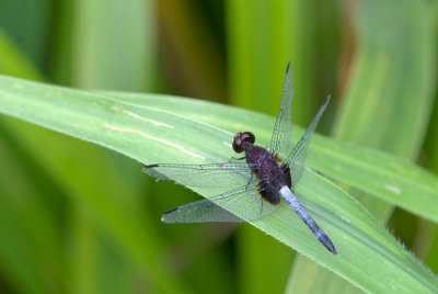 Dragonfly  5099.jpg