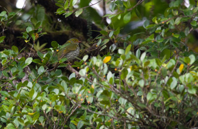 Red-banded Fruiteater  5170.jpg