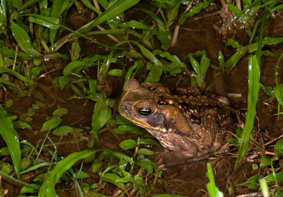 Rhinella marina  5542.jpg