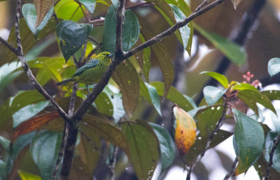 Yellow-bellied Tanager  5804.jpg