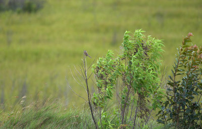 Wedge-tailed Grass-finch  7149.jpg