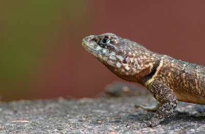 lizard  7288.jpg