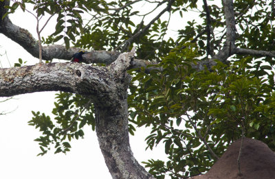 Yellow-tufted Woodpecker  7702.jpg