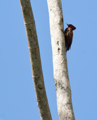 Scale-breasted Woodpecker  7749.jpg