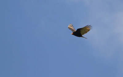 Lesser Yellow-headed Vulture 8899.jpg