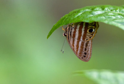 butterfly  9651.jpg