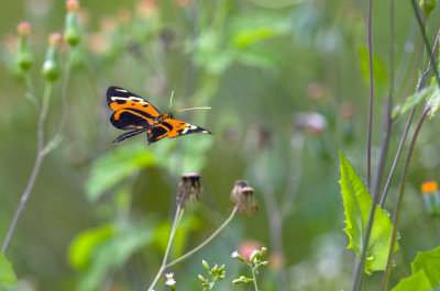 butterfly  9781.jpg