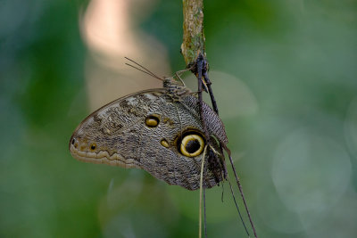 Caligo eurilochus  9909.jpg