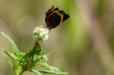 Butterfly  1537.jpg