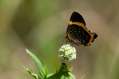 Butterfly  1543.jpg