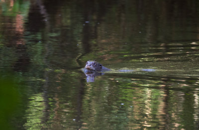 Giant Otter  2266.jpg