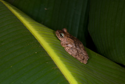 Hypsiboas crepitans   9042.jpg