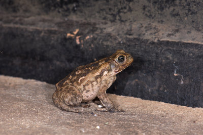 Frog  9053.jpg