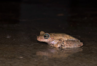 Hypsiboas crepitans  9064.jpg