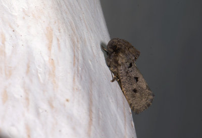 moth  9019.jpg