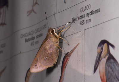 moth  9024.jpg