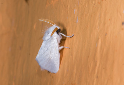 moth  9031.jpg