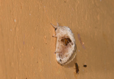 moth  0454.jpg