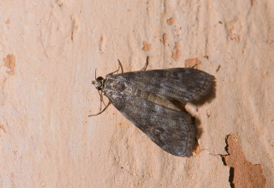moth  0466.jpg