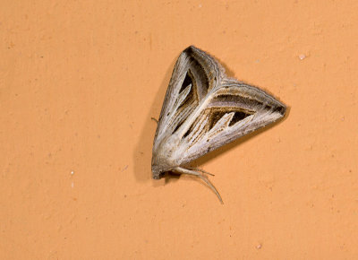 moth  0473.jpg