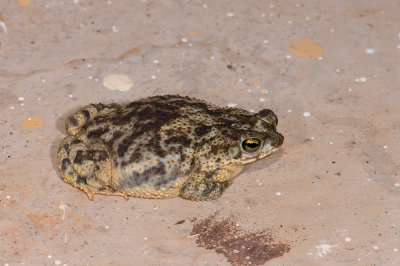 frog  5656.jpg