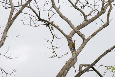 Common Flameback  9345.jpg